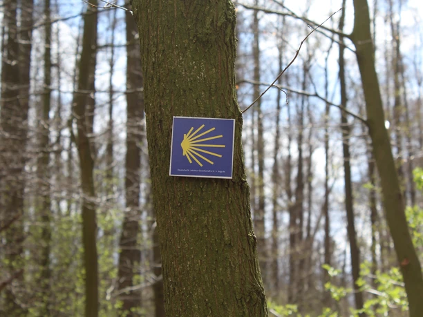 Een bord met een gele sint-jakobsschelp hangt aan een boomstam in een schaars bos in Ellernbruch.