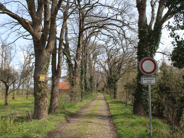 Gut Donnerhorst Eichenallee mit Kopfsteinpflasterstraße, umgeben von grüner Natur und einem roten Ziegeldach im Hintergrund.