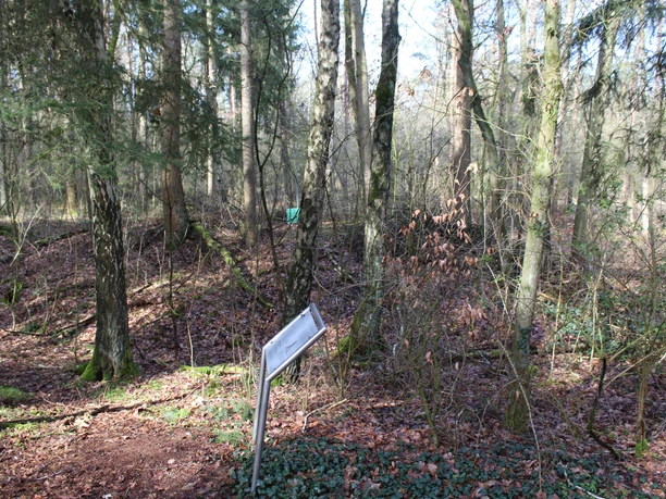 Laubwald im Winter mit Hinweisschild im Vordergrund; alte Erdbefestigung im Hintergrund erkennbar.