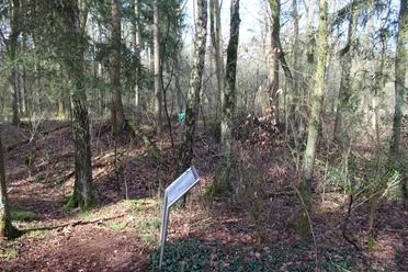 Barmer Motte Laubwald im Winter mit Hinweisschild im Vordergrund; alte Erdbefestigung im Hintergrund erkennbar.