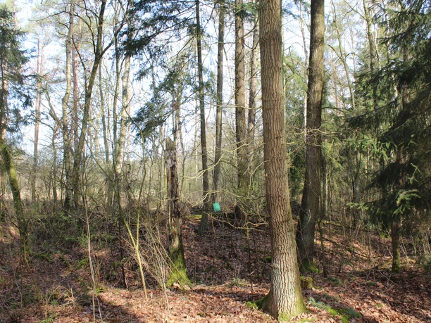 Laubwald mit hohen, schlanken Bäumen und dichtem Unterholz auf einer Lichtung an einem klaren Tag.