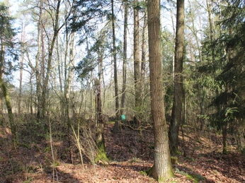 Barmer Motte Laubwald mit hohen, schlanken Bäumen und dichtem Unterholz auf einer Lichtung an einem klaren Tag.