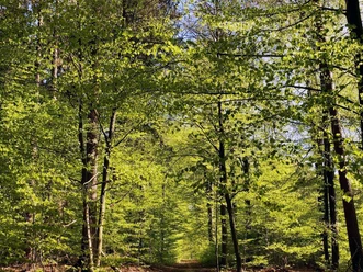 Waldgebiet Rießel Bad Bevensen Waldgebiet Rießel Bad Bevensen