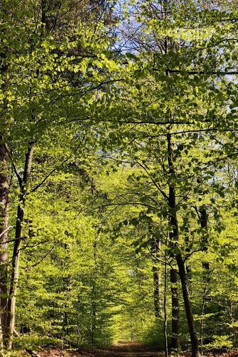 Waldgebiet Rießel Bad Bevensen Waldgebiet Rießel Bad Bevensen