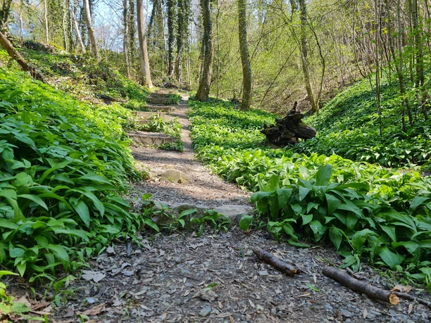 Altschlossweg