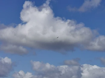 Seeadler Lundener Niederung