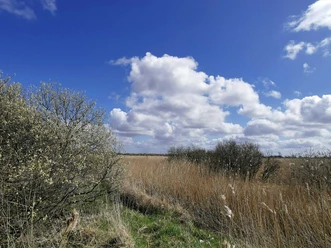 Lundener Niederung Weite Moorlandschaft mit Schilf und hellem Himmel