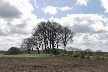 Grabhügel auf den Heilohkoppeln Grüne Anhöhe mit kahlen Bäumen auf freiem Feld