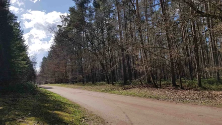 Forest trails in the Celle region for hiking and cycling Forest trails in the Celle region for hiking and cycling