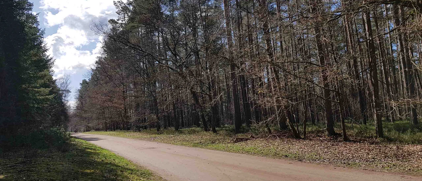 Forest trails in the Celle region for hiking and cycling Forest trails in the Celle region for hiking and cycling
