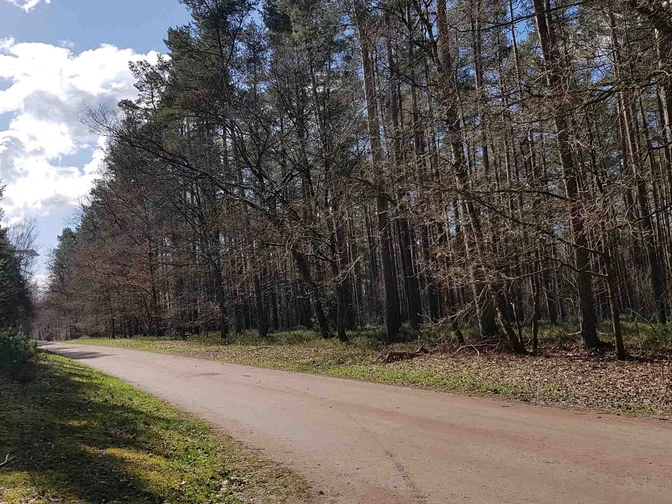 Waldwege in der Region Celle zum Wandern und Radfahren Waldwege in der Region Celle zum Wandern und RadfahrenForest trails in the Celle region for hiking and cycling