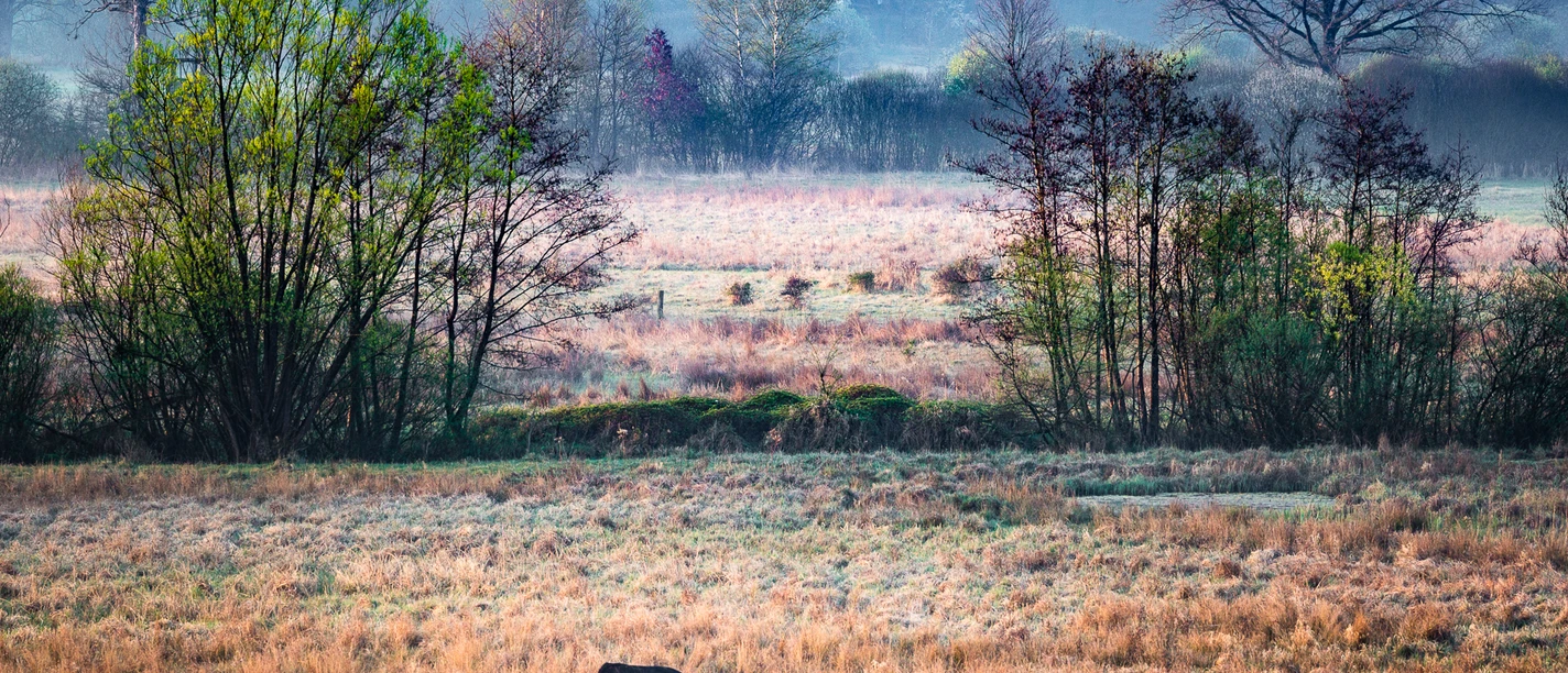 Morgenstimmung im Hepbacher Ried Morgenstimmung im Hepbacher Ried
