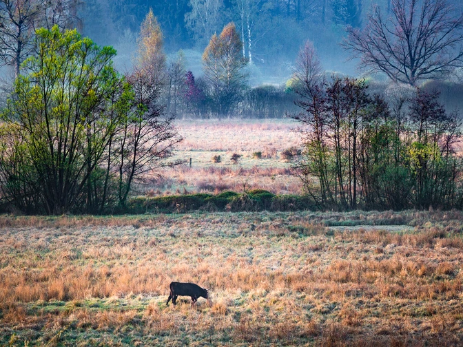 Morgenstimmung im Hepbacher Ried Morgenstimmung im Hepbacher Ried