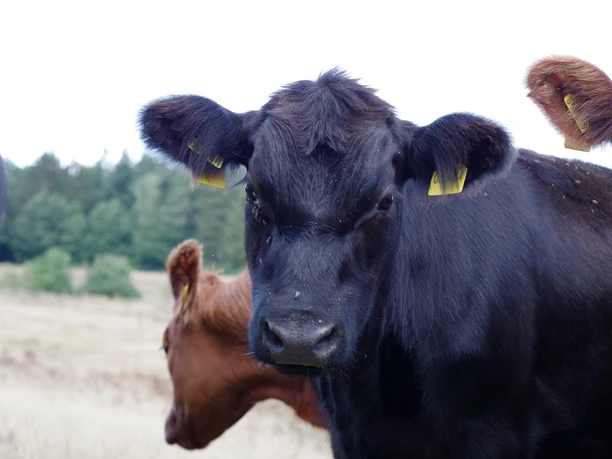 Kühe im Hellbachtal Eine schwarze und eine braune Kuh stehen auf einer Weide.