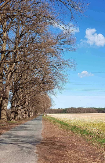 Über Feldwege führt der Radweg Über Feldwege führt der Radweg