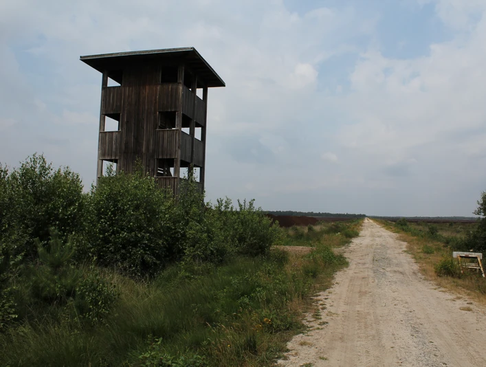 Vogelbeobachtungsturm Warmsen Holzturm mit Fenstern steht neben einem Schotterweg inmitten grüner Büsche unter bewölktem Himmel.