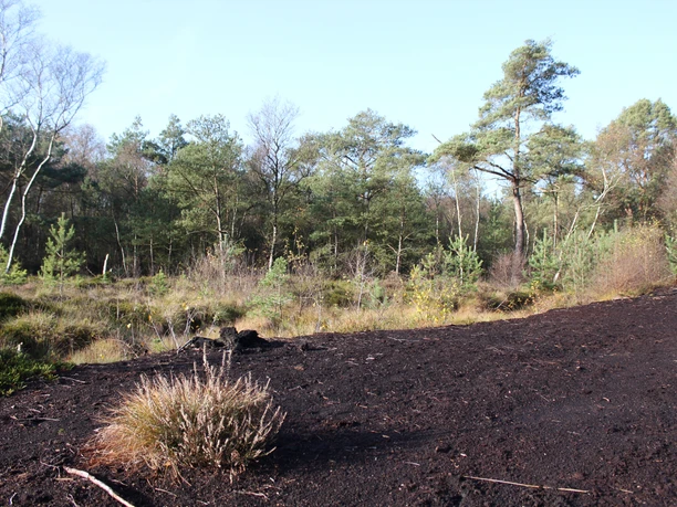 Naturbelassenes Moor mit Heidekraut im Vordergrund und umgebenden Bäumen unter strahlend blauem Himmel.