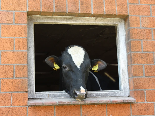 Schwarz-weiße Kuh schaut neugierig aus einem rechteckigen Fenster an einer roten Backsteinmauer.