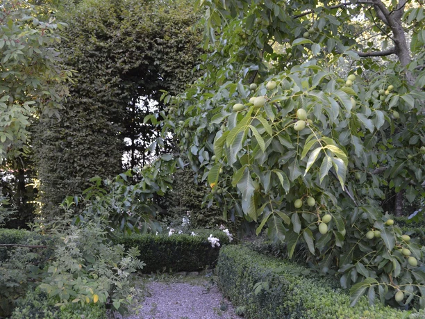 Liebharts Fachwerkdorf-Grüner Weg Ein dicht bewachsener Gartenpfad mit reifenden Walnüssen und grünem Laub führt durch üppige Vegetation.