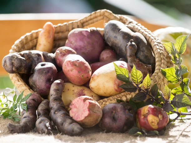 Kartoffeln - Exoten aus dem Vogtland