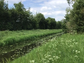 Große Aue Ein schmaler Fluss verläuft durch eine grüne Landschaft, flankiert von Bäumen und Wiesenblumen.