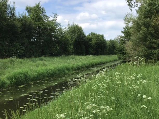 Große Aue Ein schmaler Fluss verläuft durch eine grüne Landschaft, flankiert von Bäumen und Wiesenblumen.