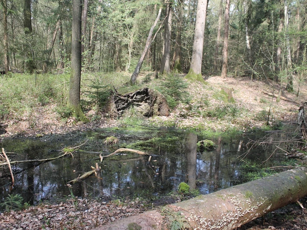 Forstlehrpfad Baccumer Wald, Lingen (Ems) ©Emsland Tourismus GmbH, Martina Alfers (4).JPG Kleines Waldmoor mit Wasserfläche, umgeben von Bäumen, Moos und umgestürzten Ästen im Baccumer Wald.