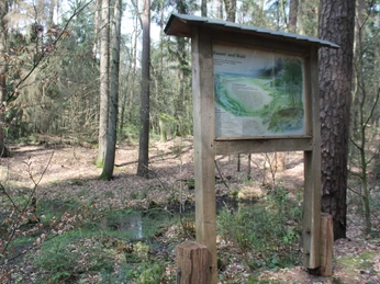 Forstlehrpfad Baccumer Wald, Lingen (Ems) ©Emsland Tourismus GmbH, Martina Alfers (5).JPG Holztafel mit Informationstafel im Baccumer Wald, umgeben von Bäumen und Waldboden mit Laub.