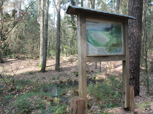 Forstlehrpfad Baccumer Wald, Lingen (Ems) ©Emsland Tourismus GmbH, Martina Alfers (5).JPG Holztafel mit Informationstafel im Baccumer Wald, umgeben von Bäumen und Waldboden mit Laub.