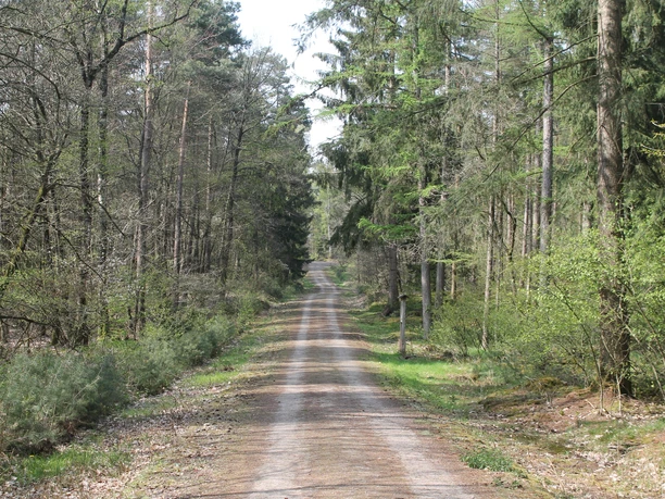 Forstlehrpfad Baccumer Wald, Lingen (Ems) ©Emsland Tourismus GmbH, Martina Alfers (6).JPG Gerader Waldweg mit hellen und dunklen Schatten zwischen hohen Bäumen im Forst Baccumer Wald.