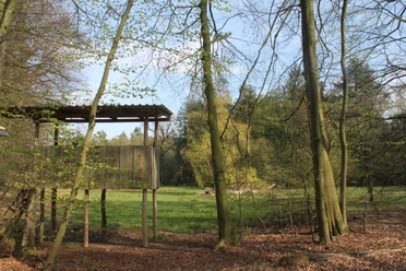 Forstlehrpfad Baccumer Wald, Lingen Hölzerner Beobachtungsstand im lichten Frühlingswald mit grünem Wiesenbereich im Baccumer Wald.