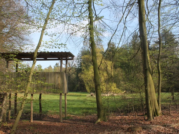Forstlehrpfad Baccumer Wald, Lingen Hölzerner Beobachtungsstand im lichten Frühlingswald mit grünem Wiesenbereich im Baccumer Wald.