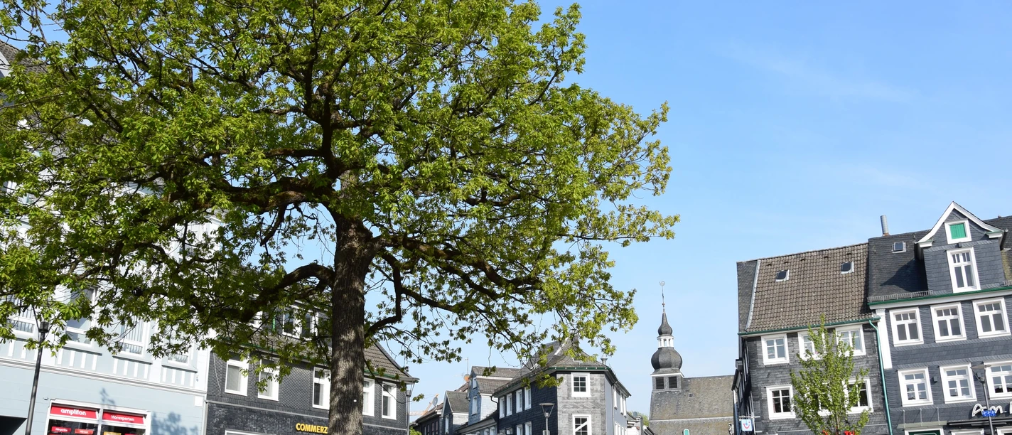 Marktplatz Große Linde auf historischem Marktplatz, umgeben von Fachwerkhäusern und städtischer Kulisse.