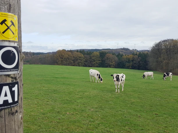 Grubenwanderweg 6 Martin Graffmann.jpg Grüne Wiese mit mehreren schwarz-weißen Kühen, im Vordergrund ein Holzpfosten mit Wanderzeichen.