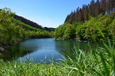 Aggertalsperre <p>Ein idyllischer Waldsee in Gummersbach, umrahmt von grünen Bäumen und klarem, blauem Himmel.</p>