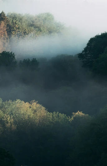 Wälder auf der Dreitälertour Wälder auf der Dreitälertour
