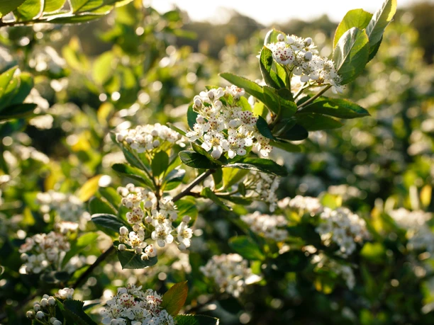 Die Aroniabeere in voller Blüte Die Aroniabeere in voller Blüte