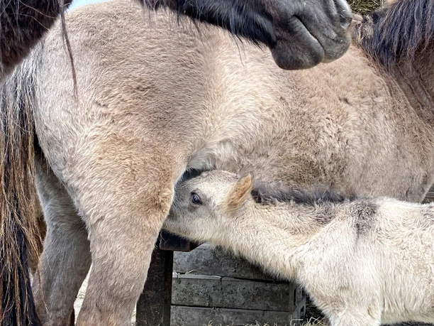 Tarzan, das Tarpanpferd Tarzan, tarpanhesten