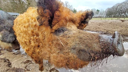 Das Wollschwein Rote Lola Het wollen varken Red Lola
