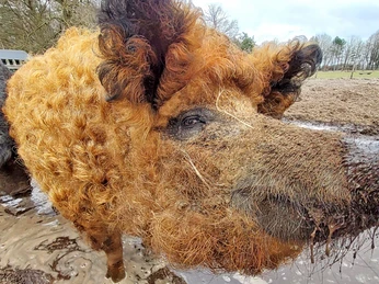 Das Wollschwein Rote Lola Das Wollschwein Rote LolaThe woolly pig Red LolaDen uldne gris Red LolaHet wollen varken Red Lola