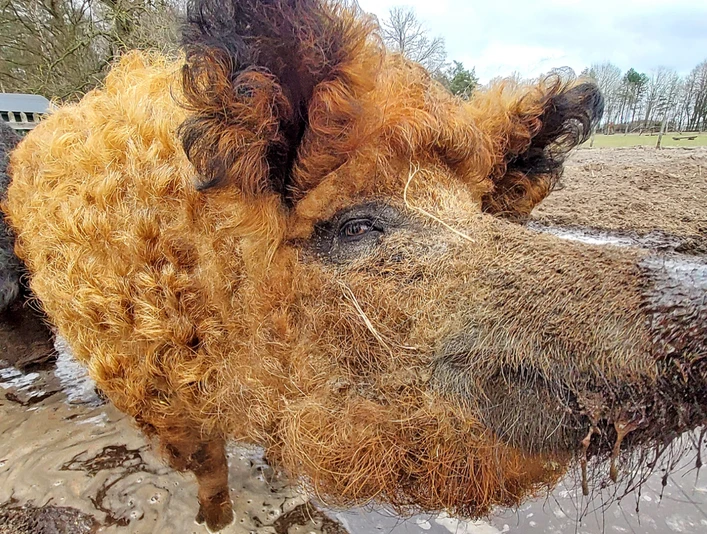 Das Wollschwein Rote Lola Das Wollschwein Rote LolaThe woolly pig Red LolaDen uldne gris Red LolaHet wollen varken Red Lola