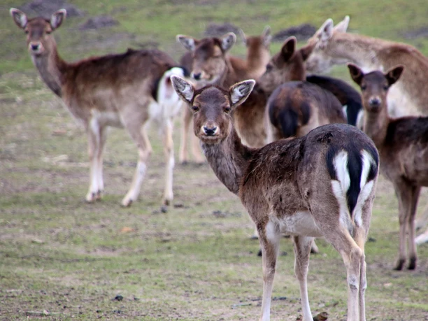 Wildgehege im LandPark Lauenbrück Vildtindhegning i LandPark Lauenbrück