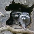 Waschbären Waschbären in Baumhöhle