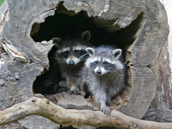 Waschbären Waschbären in Baumhöhle