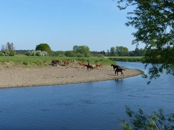 Horses graze on a gravel bank on the banks of the Leine near Evensen, surrounded by green nature and trees.