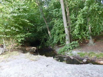 Mariensee Ein schmaler Bachlauf schlängelt sich durch einen bewaldeten Bereich, umgeben von hohen Bäumen.A narrow stream meanders through a wooded area surrounded by tall trees.Et smalt vandløb bugter sig gennem et skovområde omgivet af høje træer.Een smal beekje kronkelt door een bebost gebied omringd door hoge bomen.