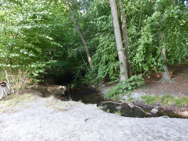 Mariensee A narrow stream meanders through a wooded area surrounded by tall trees.