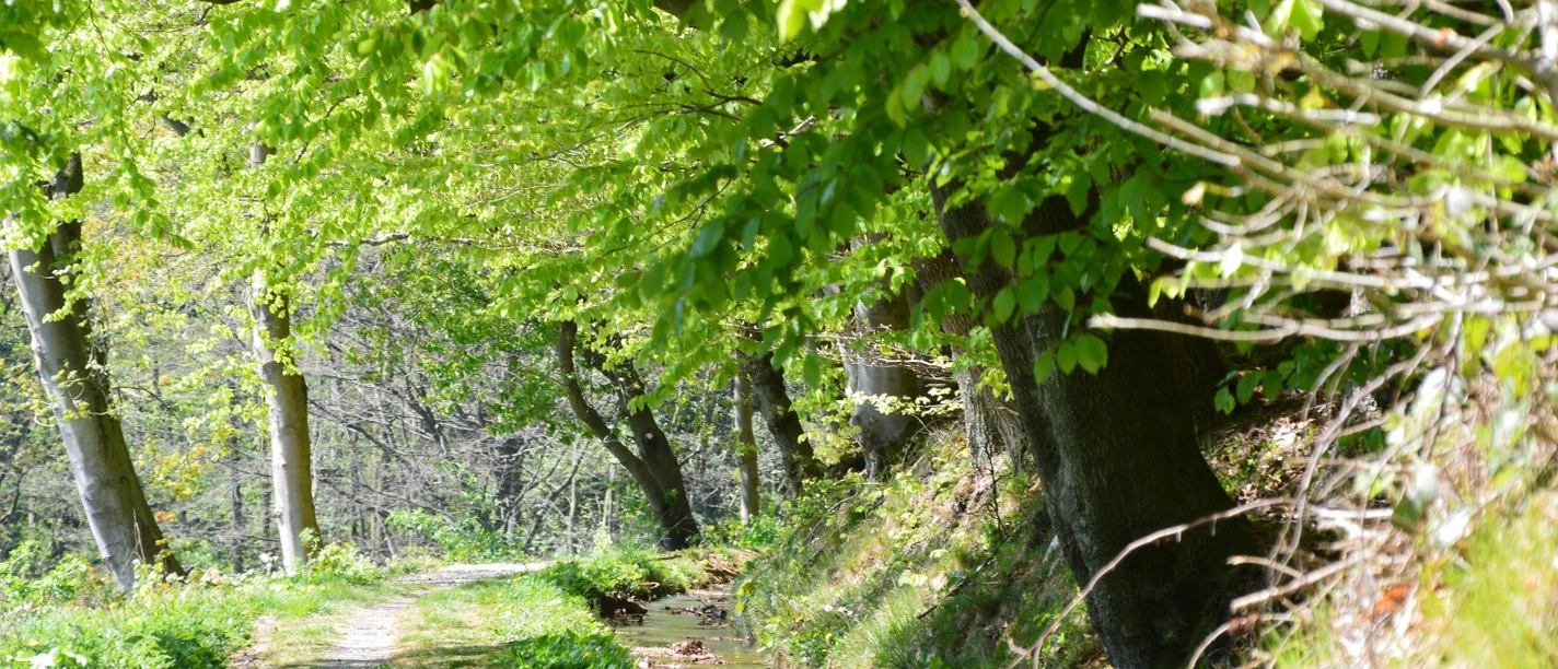 Schmaler Waldweg gesäumt von frischem Grün; Bäume werfen tanzende Schatten; friedliche Naturkulisse.