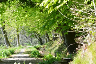 Stadtwasser Schmaler Waldweg gesäumt von frischem Grün; Bäume werfen tanzende Schatten; friedliche Naturkulisse.