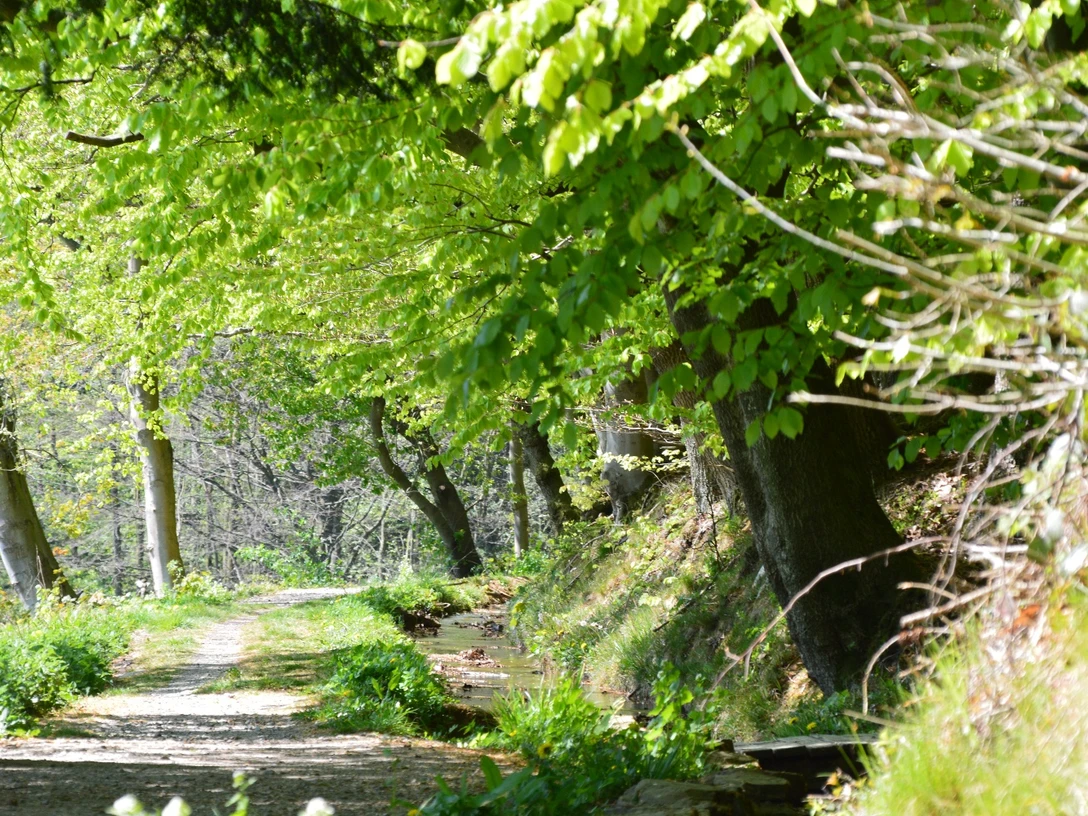 Stadtwasser Schmaler Waldweg gesäumt von frischem Grün; Bäume werfen tanzende Schatten; friedliche Naturkulisse.